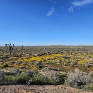 DONT MISS OUT!! CENTRALLY LOCATED 2.5 AC LOT IN SOUTHERN CALIFORNIA?! BID NOW!!