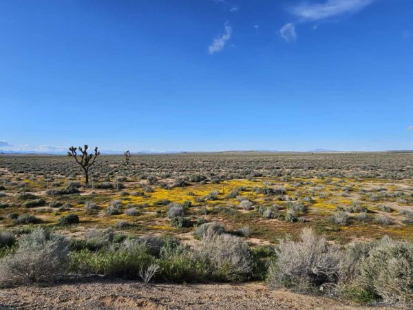 DONT MISS OUT!! CENTRALLY LOCATED LOT IN SOUTHERN CALIFORNIA?! ONLY $289 PER MONTH!