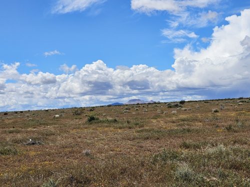 AUCTION! BID OR BUY NOW, INVEST NOW! HIDDEN GEM AWAITS, CENTRALLY LOCATED LOT IN SOUTHERN CALIFORNIA . SELLING AT NO RESERVE!